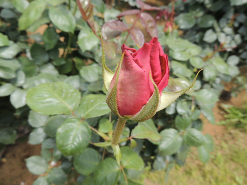 f:id:rotling:20160516110734j:image