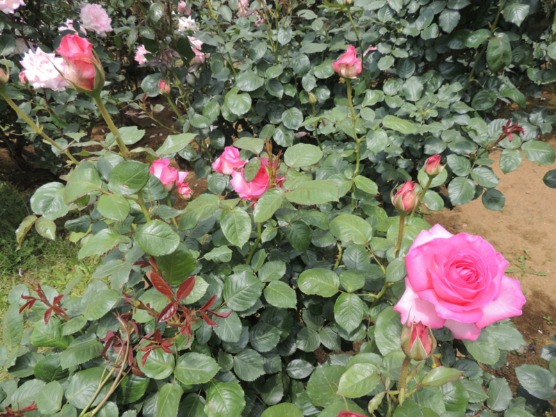 f:id:rotling:20160516110739j:image