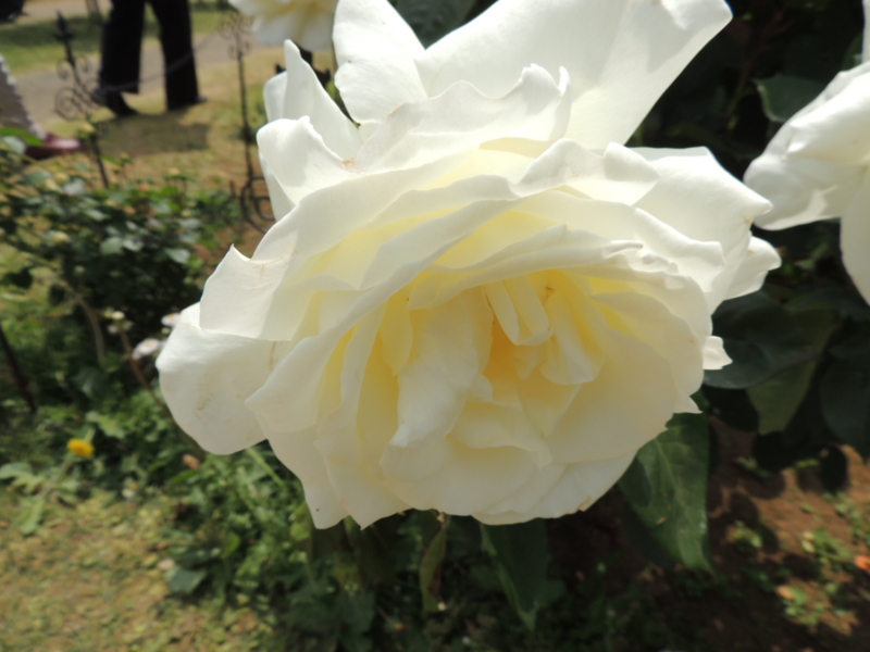 f:id:rotling:20160516111127j:image