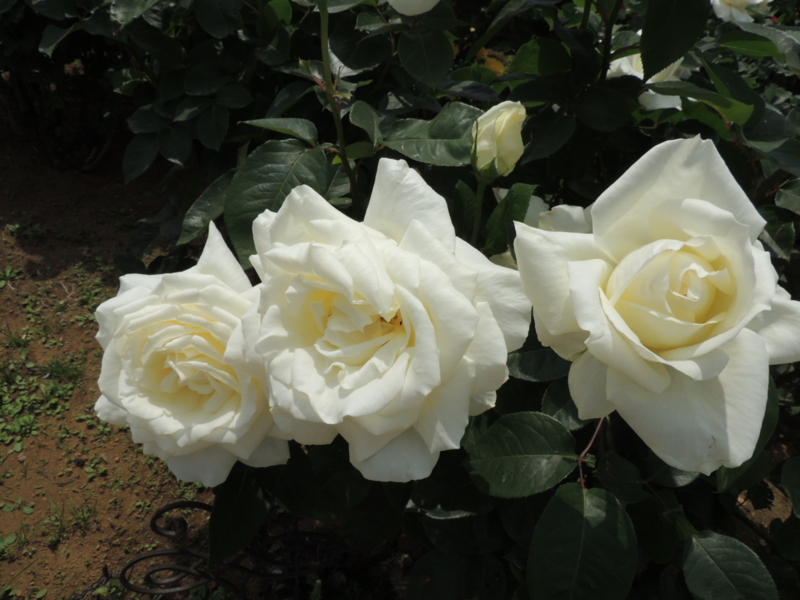 f:id:rotling:20160516111133j:image