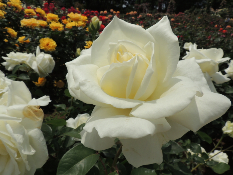 f:id:rotling:20160516111136j:image