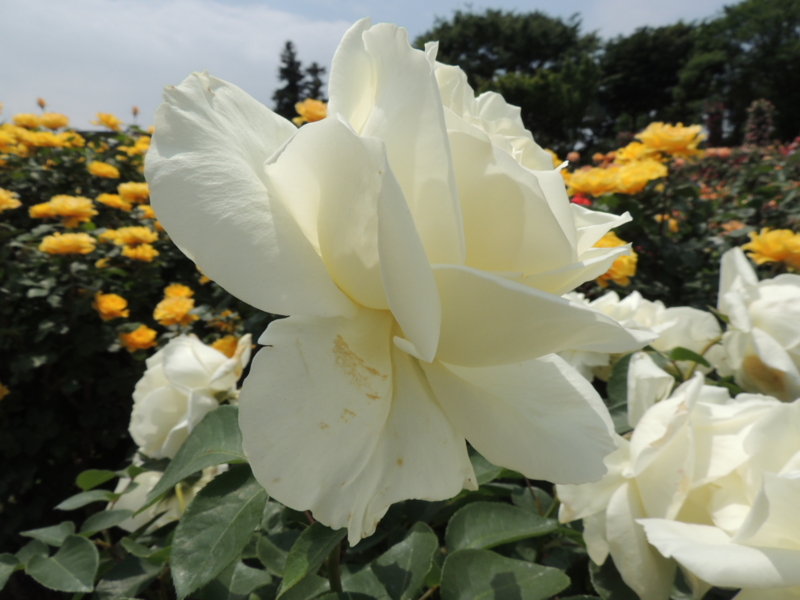 f:id:rotling:20160516111142j:image