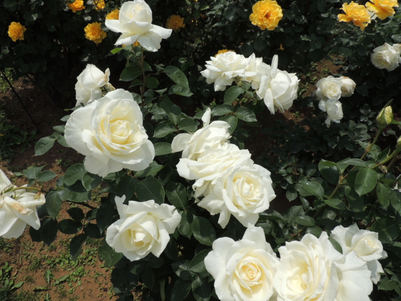 f:id:rotling:20160516111146j:image