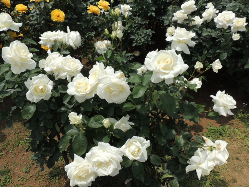 f:id:rotling:20160516111150j:image