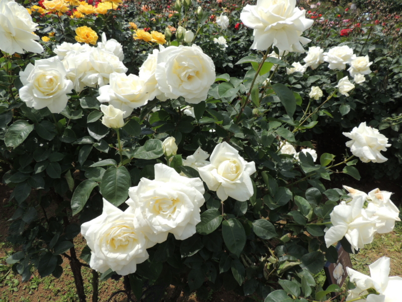 f:id:rotling:20160516111154j:image