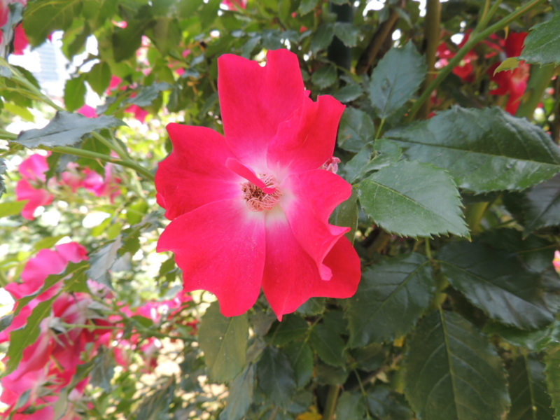 f:id:rotling:20160516113600j:image f:id:rotling:20160516113600j:image