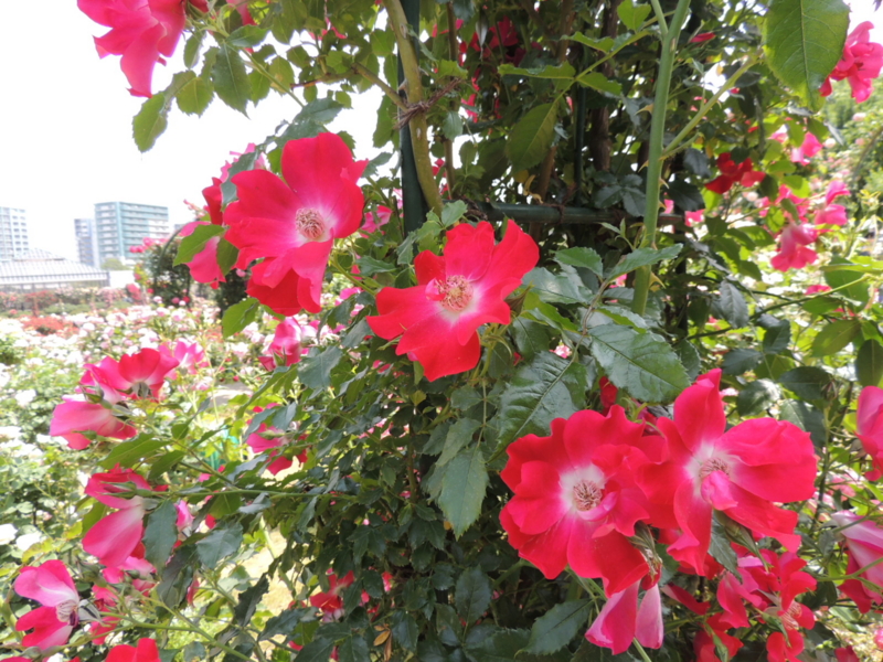 f:id:rotling:20160516113606j:image f:id:rotling:20160516113606j:image