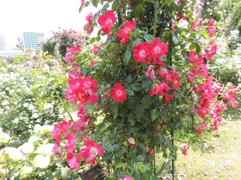 f:id:rotling:20160516113608j:image f:id:rotling:20160516113608j:image