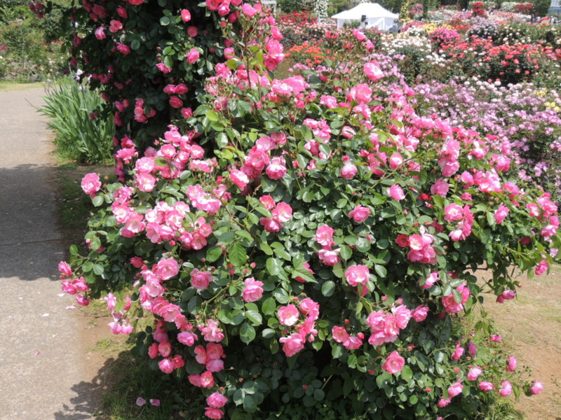 f:id:rotling:20160516114206j:image f:id:rotling:20160516114206j:image