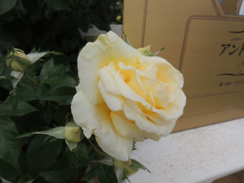f:id:rotling:20160516120831j:image