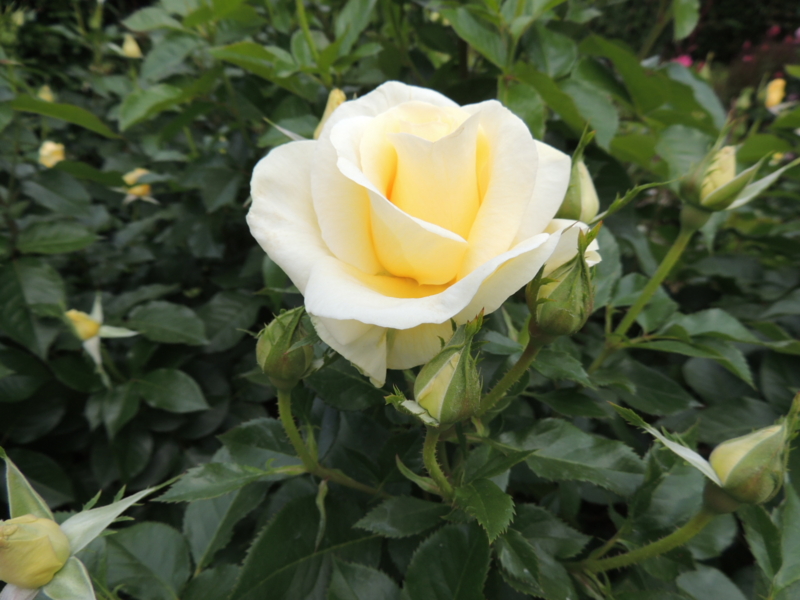 f:id:rotling:20160516120838j:image