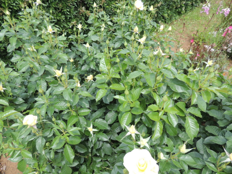f:id:rotling:20160516120844j:image