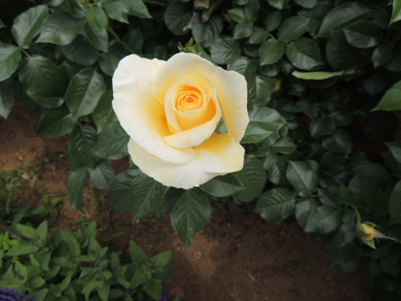 f:id:rotling:20160516120848j:image