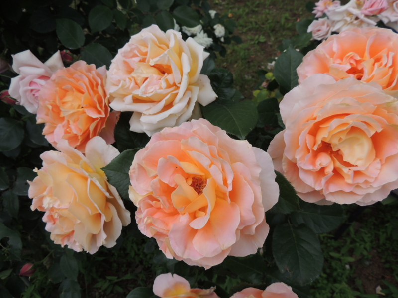 f:id:rotling:20160516121238j:image