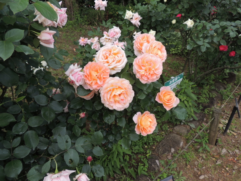 f:id:rotling:20160516121242j:image