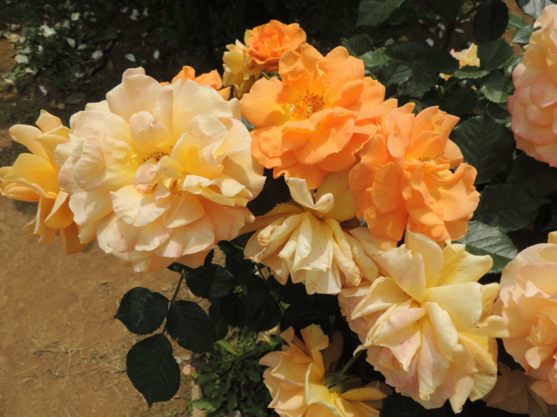 f:id:rotling:20160516121546j:image