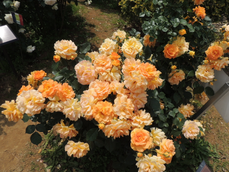 f:id:rotling:20160516121550j:image