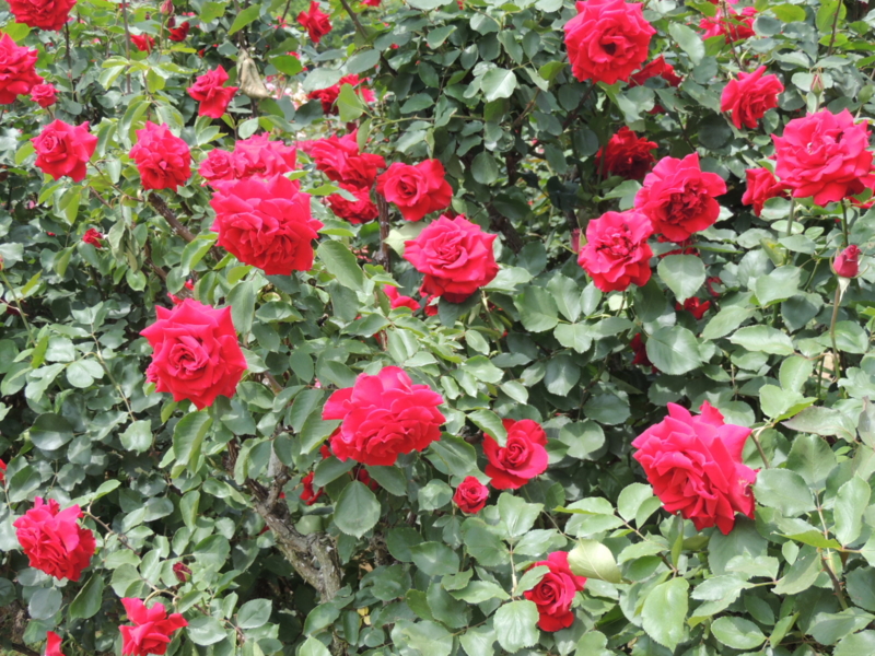 f:id:rotling:20160516122132j:image