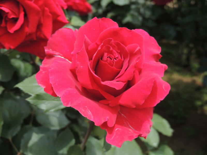 f:id:rotling:20160516122149j:image
