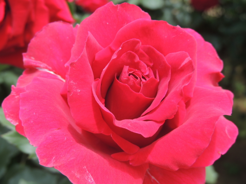 f:id:rotling:20160516122153j:image