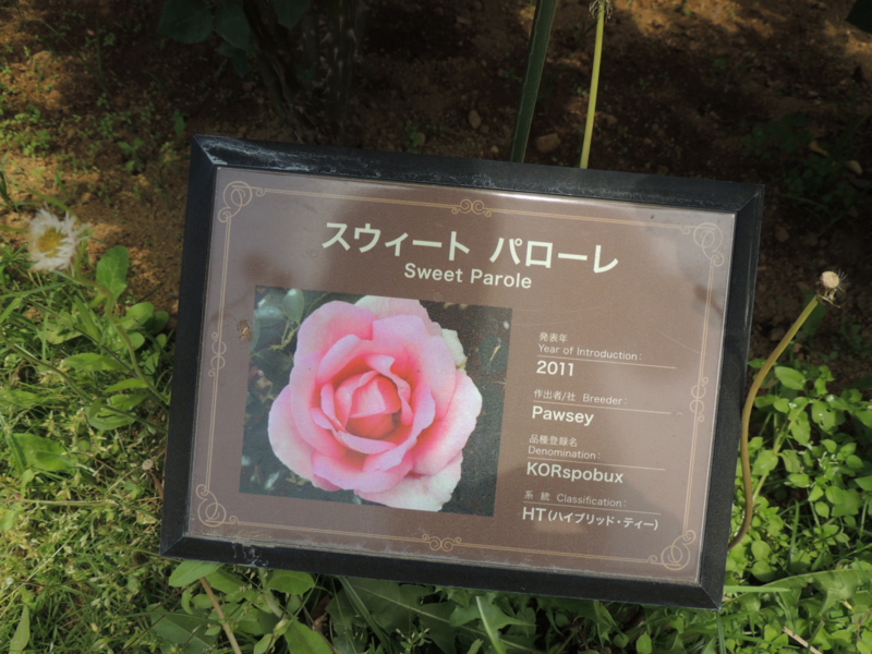 スイートパローレ 京成バラ園 16 05 16 お庭番 走る