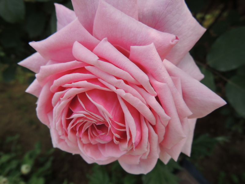 f:id:rotling:20160516122247j:image