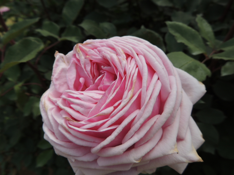 f:id:rotling:20160516122249j:image
