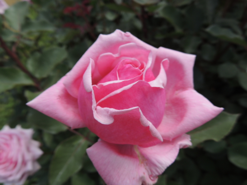 f:id:rotling:20160516122256j:image