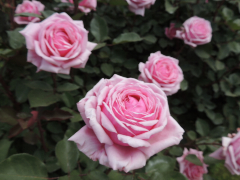 f:id:rotling:20160516122316j:image
