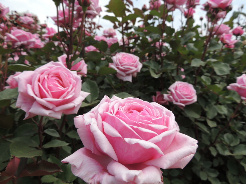 f:id:rotling:20160516122320j:image