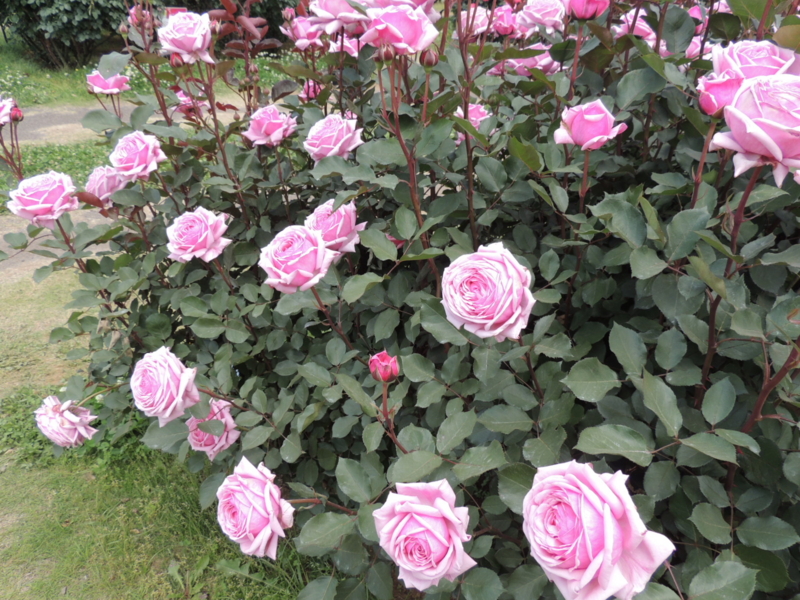 f:id:rotling:20160516122326j:image