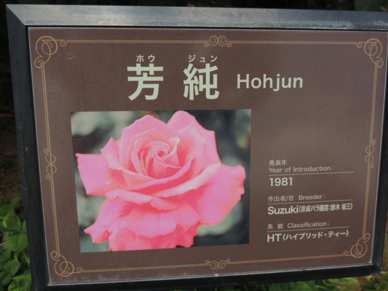 芳純 ほうじゅん 京成バラ園 16 05 16 お庭番 再び走る