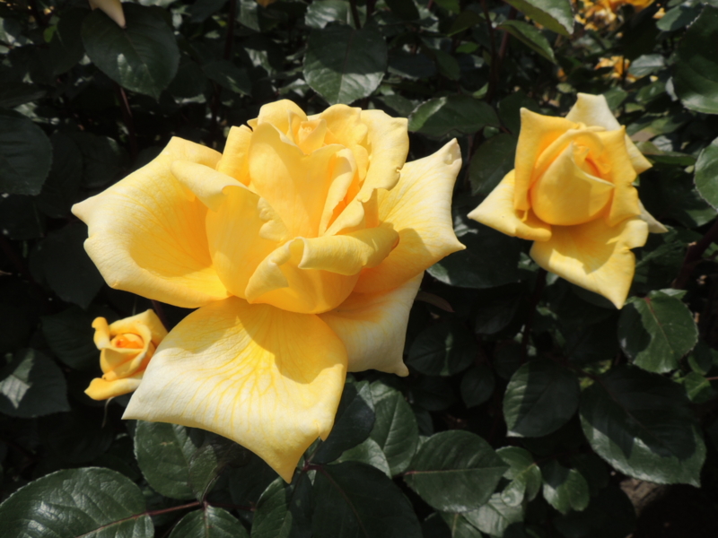 f:id:rotling:20160516122617j:image