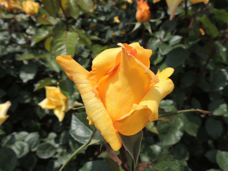 f:id:rotling:20160516122619j:image