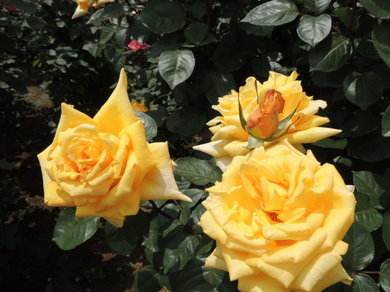 f:id:rotling:20160516122625j:image