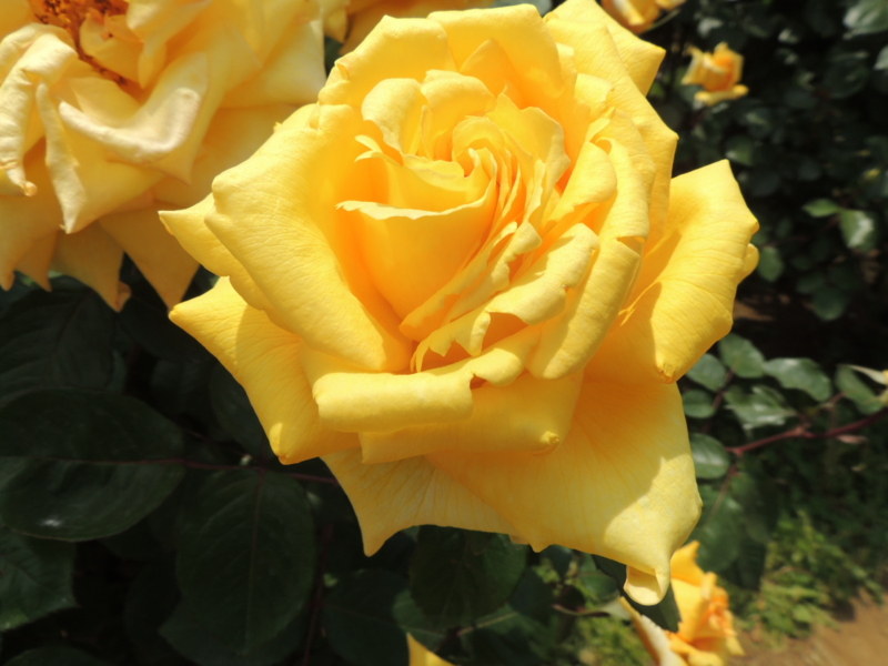 f:id:rotling:20160516122640j:image