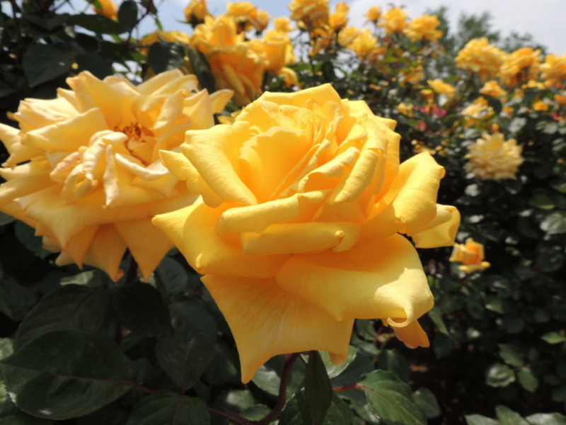 f:id:rotling:20160516122644j:image
