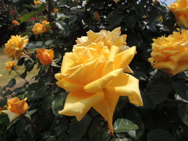 f:id:rotling:20160516122647j:image