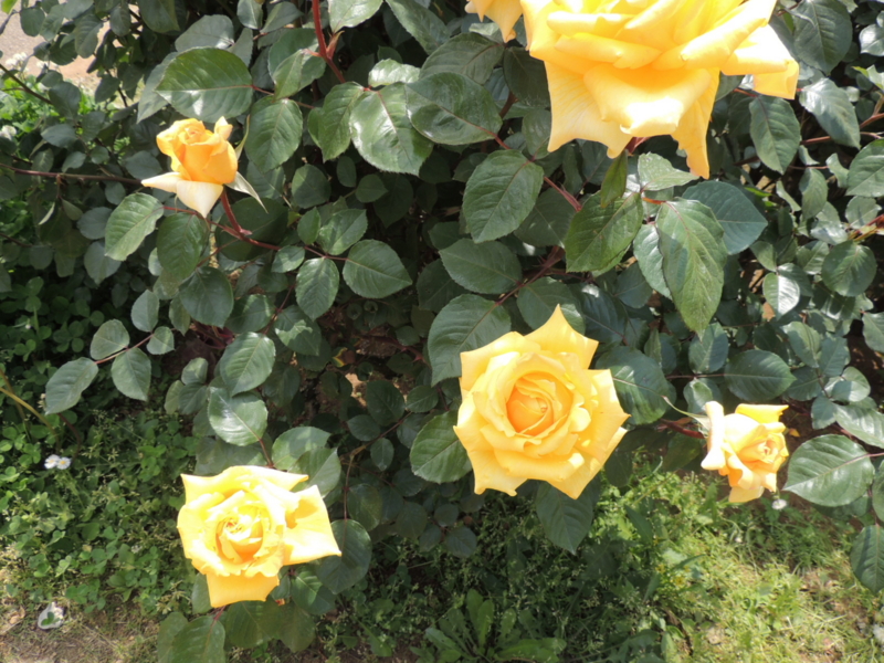 f:id:rotling:20160516122650j:image