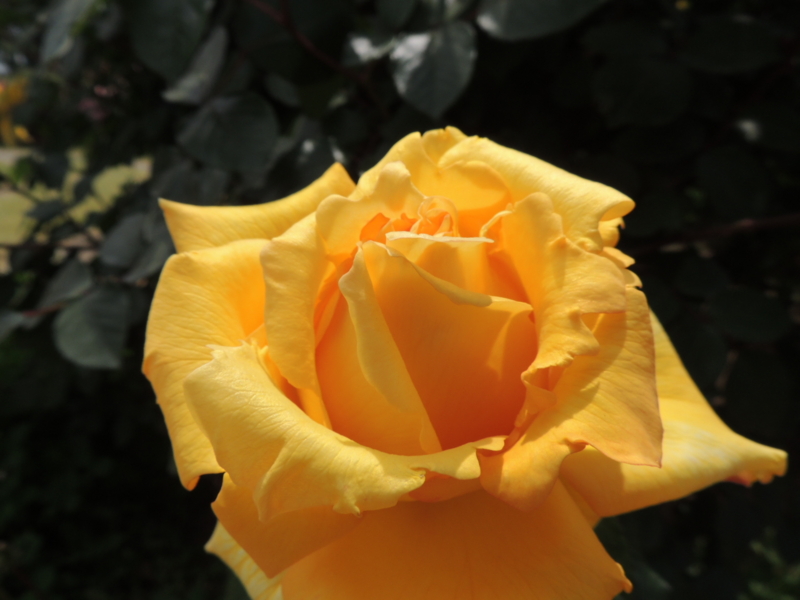 f:id:rotling:20160516122654j:image