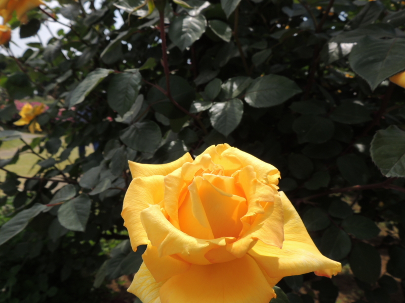 f:id:rotling:20160516122657j:image