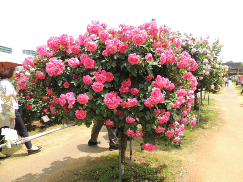 f:id:rotling:20160516122923j:image