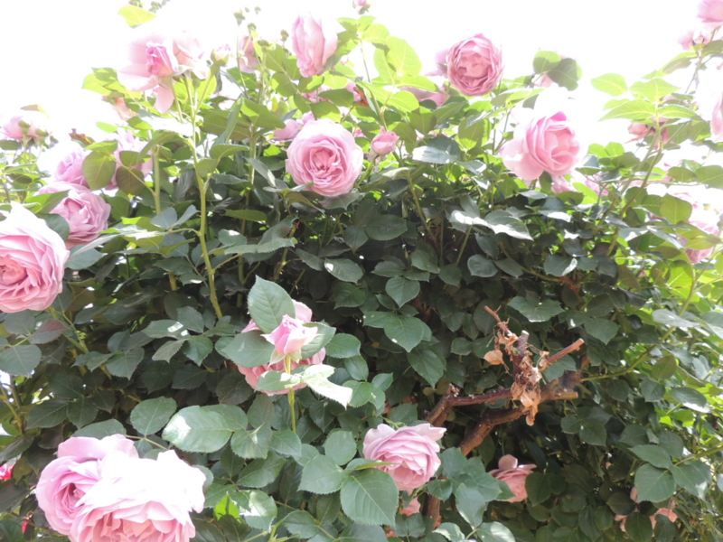 f:id:rotling:20160516122943j:image