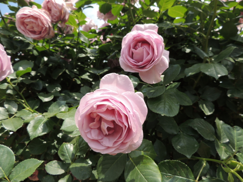 f:id:rotling:20160516122947j:image