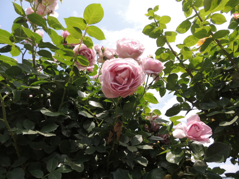 f:id:rotling:20160516122955j:image