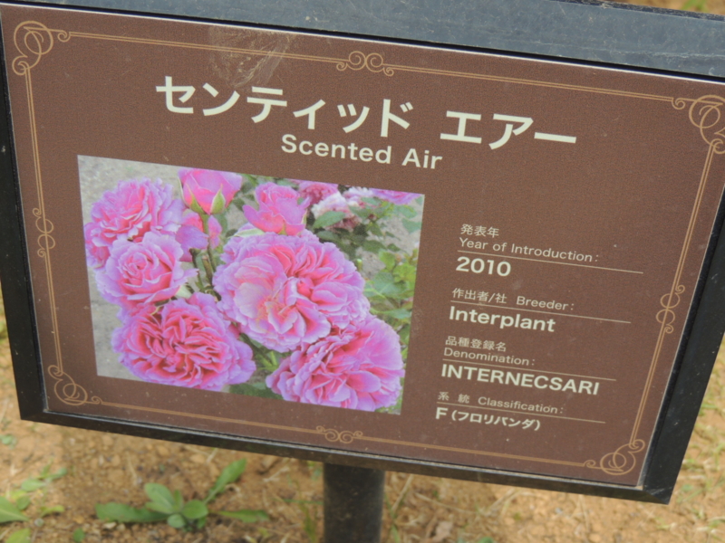 センティッドエアー　京成バラ園　八千代市