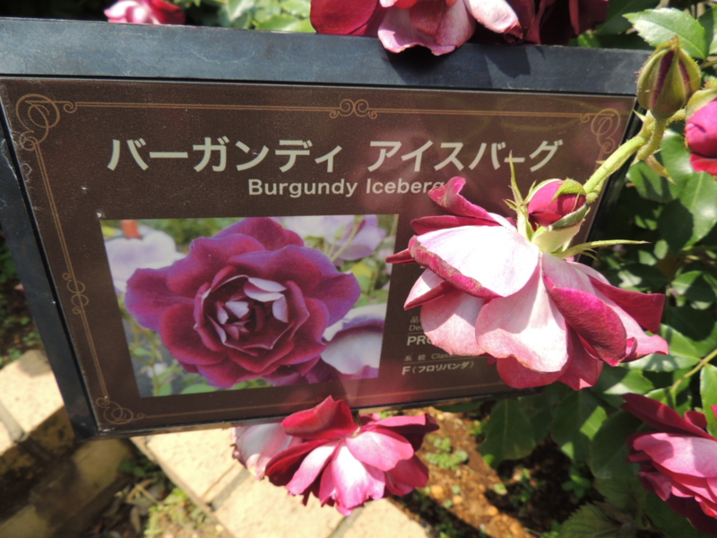 f:id:rotling:20160516123425j:image