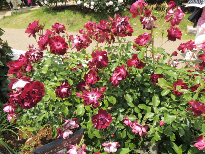 f:id:rotling:20160516123429j:image