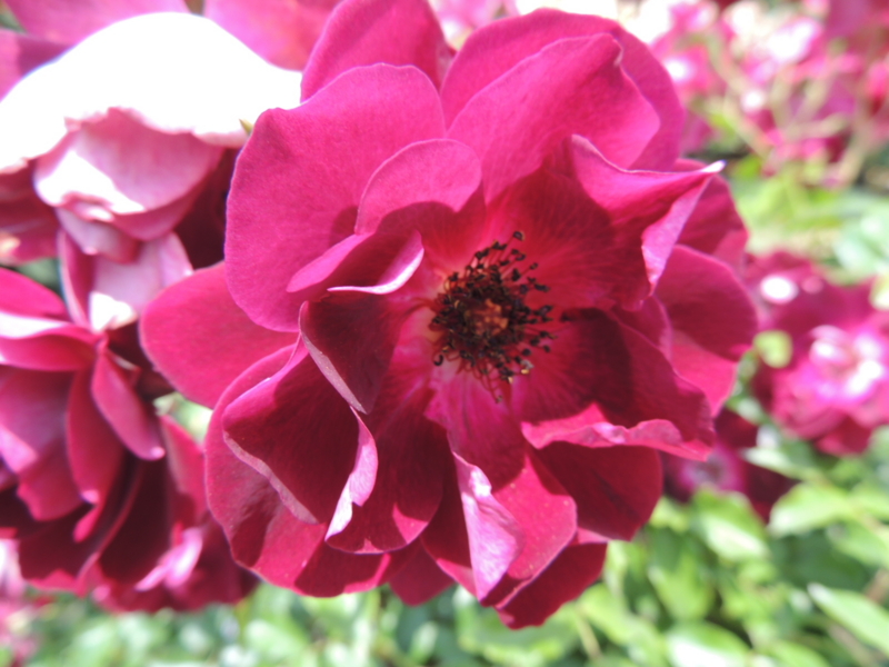 f:id:rotling:20160516123432j:image