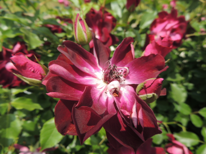 f:id:rotling:20160516123435j:image